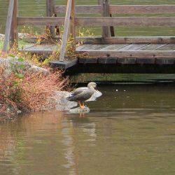 平谷湖フィッシングスポット 釣果