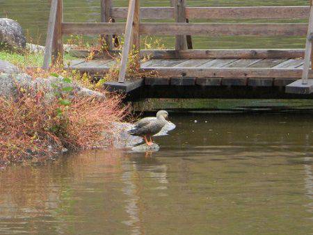 平谷湖フィッシングスポット 釣果