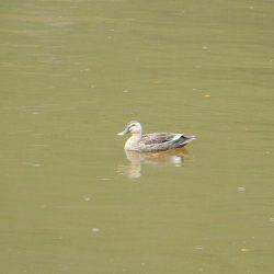 平谷湖フィッシングスポット 釣果