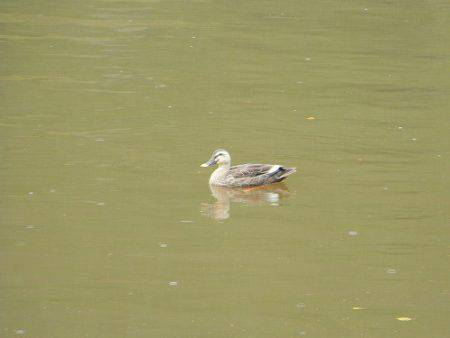 平谷湖フィッシングスポット 釣果