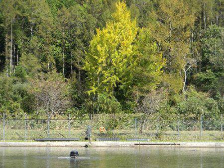平谷湖フィッシングスポット 釣果