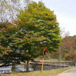 平谷湖フィッシングスポット 釣果