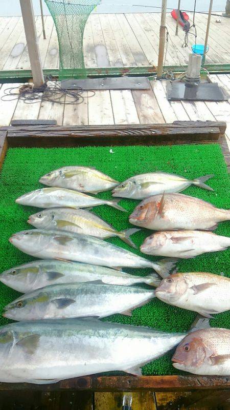 海の釣堀 海恵 釣果