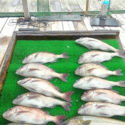 海の釣堀 海恵 釣果
