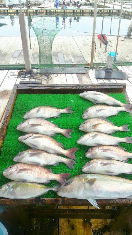 海の釣堀 海恵 釣果