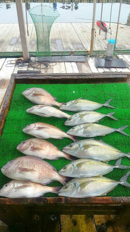 海の釣堀 海恵 釣果