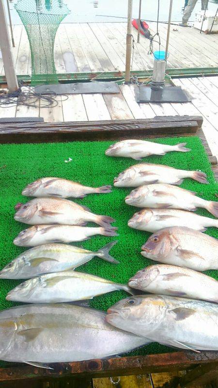 海の釣堀 海恵 釣果