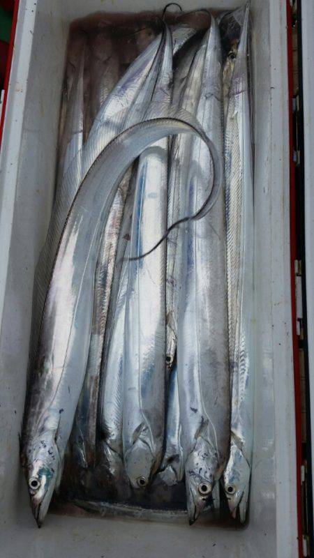 金沢八景鴨下丸 釣果