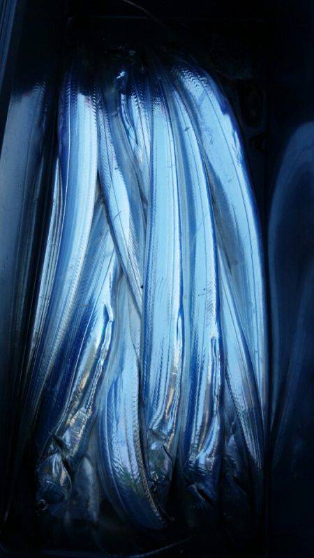 金沢八景鴨下丸 釣果