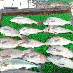 海の釣堀 海恵 釣果