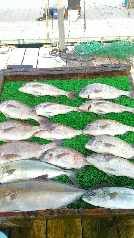 海の釣堀 海恵 釣果