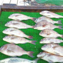 海の釣堀 海恵 釣果