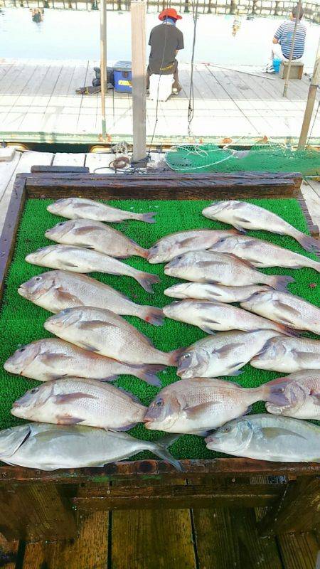 海の釣堀 海恵 釣果
