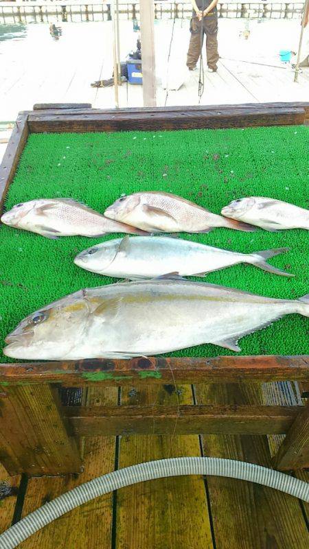 海の釣堀 海恵 釣果