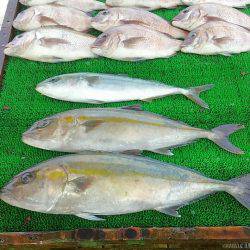 海の釣堀 海恵 釣果