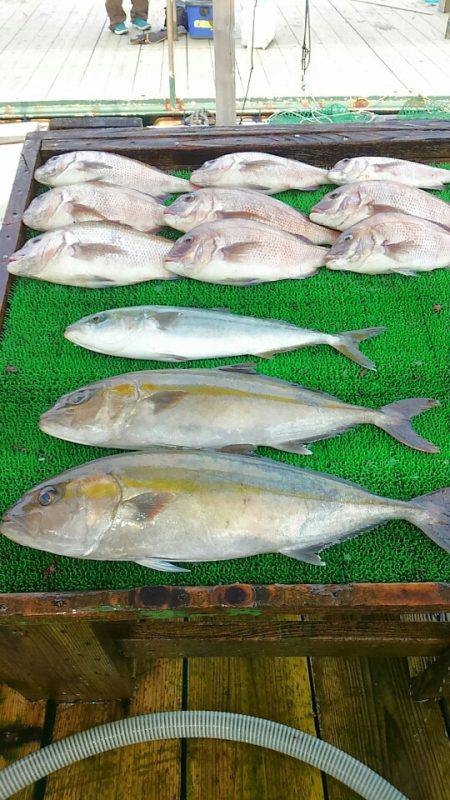 海の釣堀 海恵 釣果