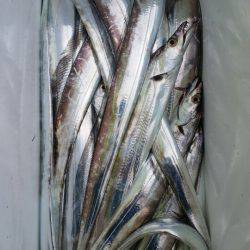 金沢八景鴨下丸 釣果