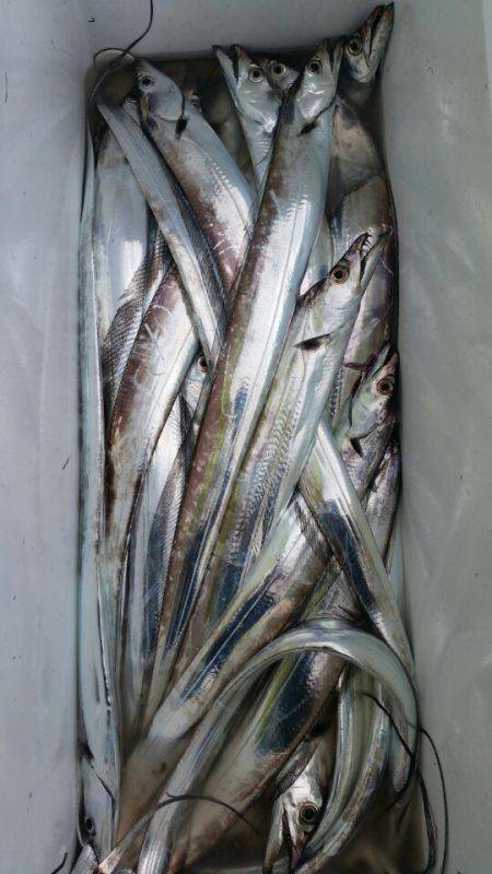 金沢八景鴨下丸 釣果