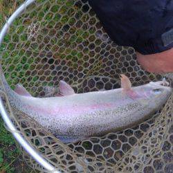 つりぼりあかし 釣果