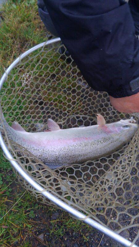 つりぼりあかし 釣果