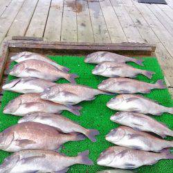 海の釣堀 海恵 釣果