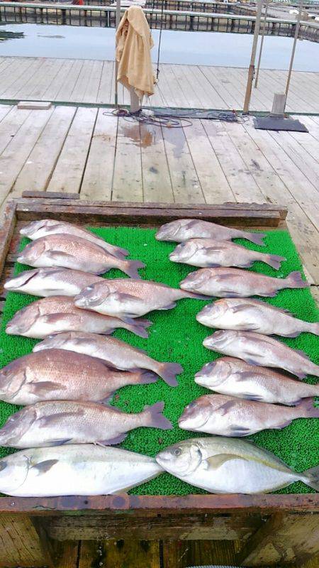 海の釣堀 海恵 釣果