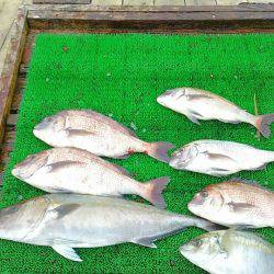 海の釣堀 海恵 釣果