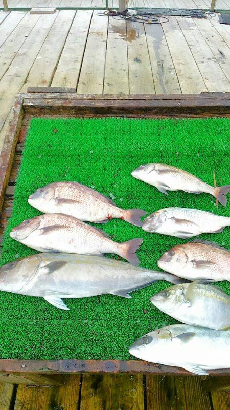 海の釣堀 海恵 釣果