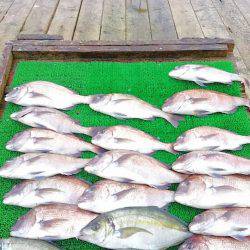 海の釣堀 海恵 釣果
