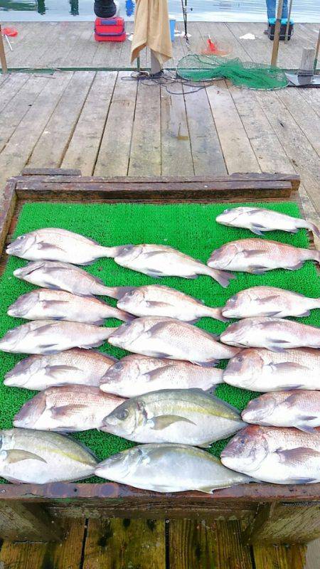 海の釣堀 海恵 釣果