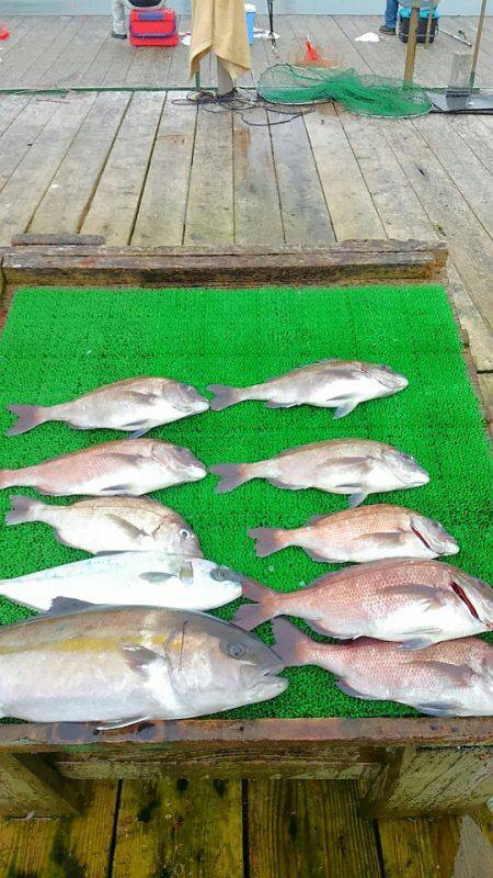 海の釣堀 海恵 釣果