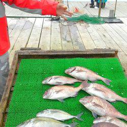 海の釣堀 海恵 釣果