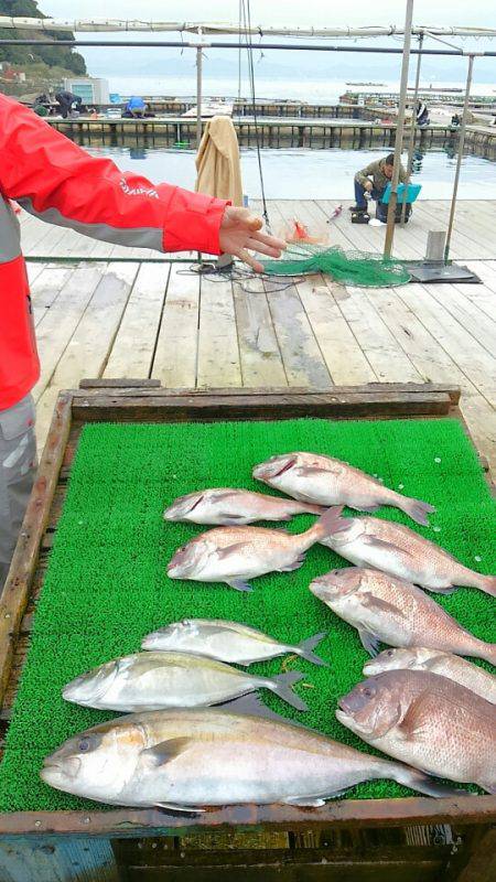 海の釣堀 海恵 釣果