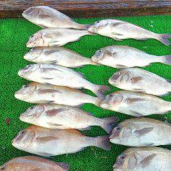 海の釣堀 海恵 釣果