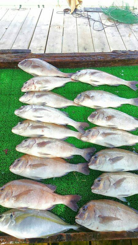 海の釣堀 海恵 釣果