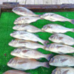 海の釣堀 海恵 釣果