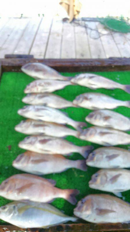 海の釣堀 海恵 釣果