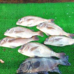 海の釣堀 海恵 釣果