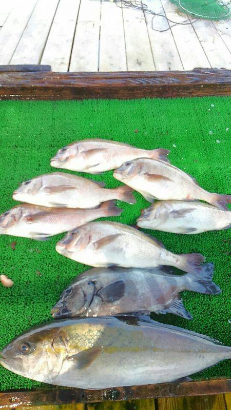 海の釣堀 海恵 釣果