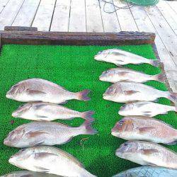 海の釣堀 海恵 釣果