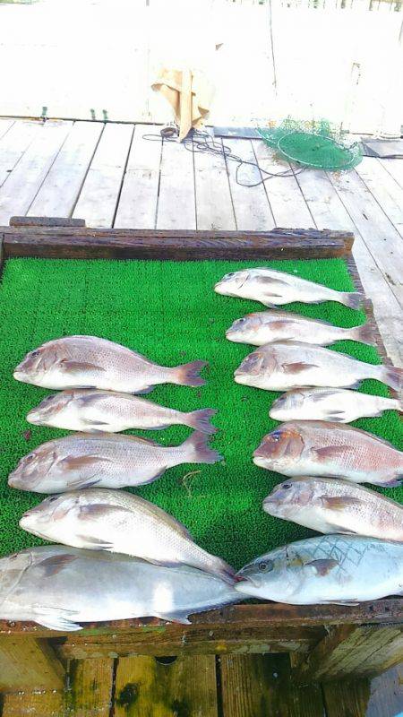 海の釣堀 海恵 釣果