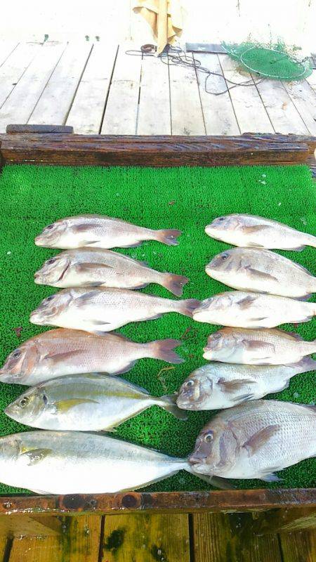 海の釣堀 海恵 釣果