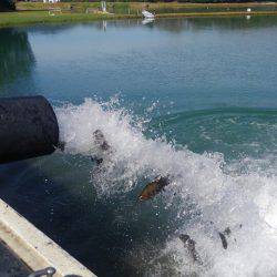 加賀フィッシングエリア 釣果