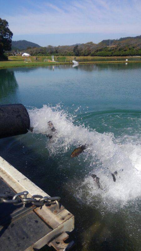 加賀フィッシングエリア 釣果