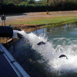 加賀フィッシングエリア 釣果