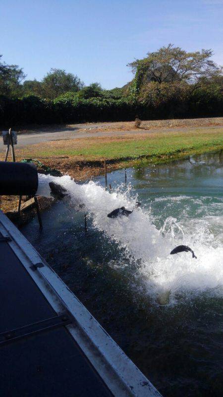 加賀フィッシングエリア 釣果