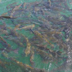 加賀フィッシングエリア 釣果