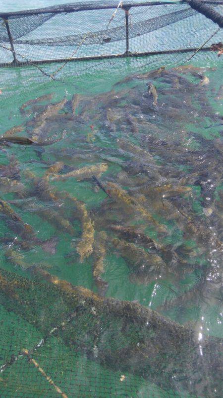 加賀フィッシングエリア 釣果