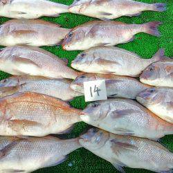 海の釣堀 海恵 釣果