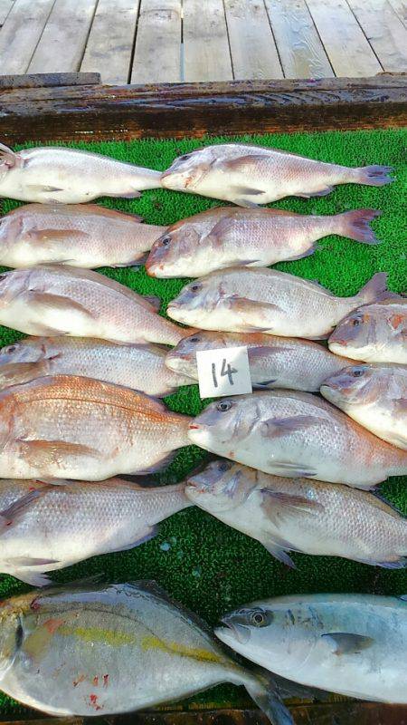 海の釣堀 海恵 釣果